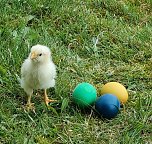 Kleines H&uuml;hnerk&uuml;ken (Foto: M. Linnekuhl)