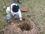 Baumpflanzung Bad Frankenhausen (Foto: Karl-Heinz Herrmann)