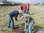 Baumpflanzung Bad Frankenhausen (Foto: Karl-Heinz Herrmann)