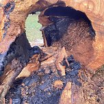 Angez&uuml;nderter Baum im Schlosspark (Foto: S. Dietzel)