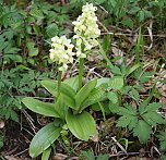 Rekordverd&auml;chtiger Wanderer (Foto: Hans-J&uuml;rgen Schmidt)