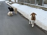 Eine Tierhaltung im Landkreis Nordhausen wurde aufgel&ouml;st. (Foto: Silvio )