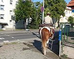 Pferd in der Stadt (Foto: Karl-Heinz Herrmann)
