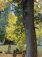 Rundgang auf Jüdischem Friedhof Bild: Rundgang auf Jüdischem Friedhof