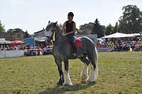 Kampf der Giganten Sundhausen Bild: Kampf der Giganten Sundhausen