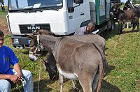 Kampf der Giganten Sundhausen Bild: Kampf der Giganten Sundhausen