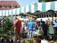 Planzenmarkt in Sondershausen Bild: Planzenmarkt in Sondershausen