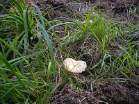 Pilze im Wald Bild: Pilze im Wald