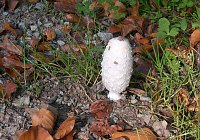 Pilze im Wald Bild: Pilze im Wald