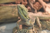 Reptilien Ausstellung Bild: Reptilien Ausstellung