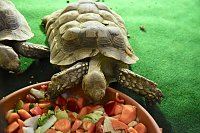 Reptilien Ausstellung Bild: Reptilien Ausstellung