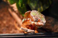 Reptilien Ausstellung Bild: Reptilien Ausstellung