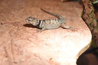 Reptilien Ausstellung Bild: Reptilien Ausstellung