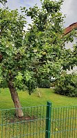 Bild: Apfelbaum in S&uuml;lzhayn