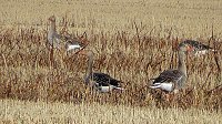 Bild: Wildg&auml;nse und Kraniche am Stausee