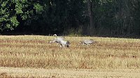 Bild: Wildg&auml;nse und Kraniche am Stausee