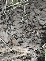 Bild: Zur Krokodilsichtung im Kyffh&auml;userkreis
