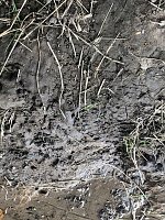 Bild: Zur Krokodilsichtung im Kyffh&auml;userkreis
