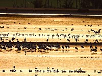 Bild: Peter Blei unterwegs am Stausee Kelbra
