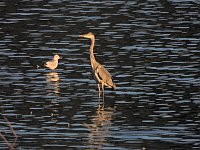 Bild: Peter Blei unterwegs am Stausee Kelbra