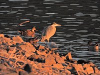 Bild: Peter Blei unterwegs am Stausee Kelbra