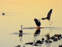 Bild: Peter Blei unterwegs am Stausee Kelbra