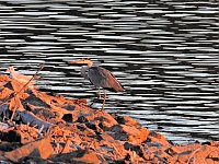 Bild: Peter Blei unterwegs am Stausee Kelbra
