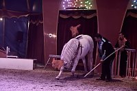 Bild: Circus Atlantik am Scheunenhof