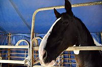 Bild: Circus Atlantik am Scheunenhof