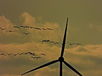 Bild: Kraniche am Stausee