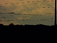 Bild: Kraniche am Stausee
