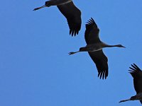 Bild: Kraniche am Stausee