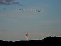Bild: Kraniche am Stausee