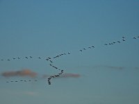 Bild: Kraniche am Stausee