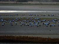 Bild: Kraniche am Stausee