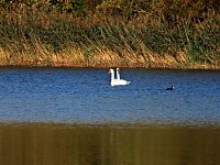 Bild: Goldener Herbst