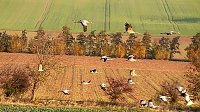 Bild: Kranichf&uuml;hrung am Stausee Kelbra