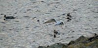 Bild: Vogelobservation am Stausee Kelbra
