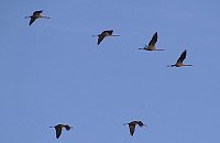 Bild: Vogelobservation am Stausee Kelbra