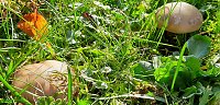 Bild: Pilze &uuml;ber Pilze