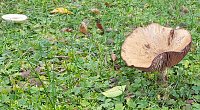 Bild: Pilze &uuml;ber Pilze