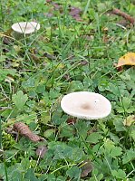 Bild: Pilze &uuml;ber Pilze