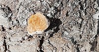 Bild: Pilze &uuml;ber Pilze