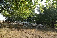Bild: Landschaftspflegesaison im S&uuml;dharz hat begonnen