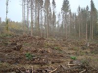 Bild: B&auml;ume pflanzen f&uuml;r den Klimaschutz