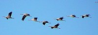 Vogelzug am Stausee Kelbra Bild: Vogelzug am Stausee Kelbra