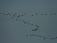 Großer Kranichtag in Kelbra Bild: Großer Kranichtag in Kelbra