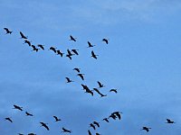 Großer Kranichtag in Kelbra Bild: Großer Kranichtag in Kelbra