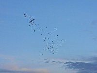 Großer Kranichtag in Kelbra Bild: Großer Kranichtag in Kelbra