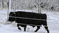 Winter unterm Kyffhäuser Bild: Winter unterm Kyffhäuser